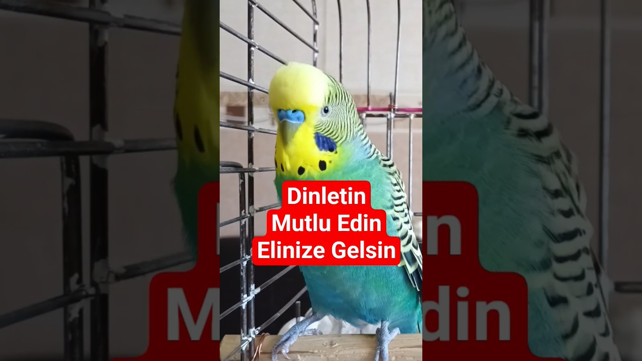 Muhabbet Kuşu Sesi #budgies #talkingparot #parrot #muhabbetkuşu #birdsong #parakeet #cute