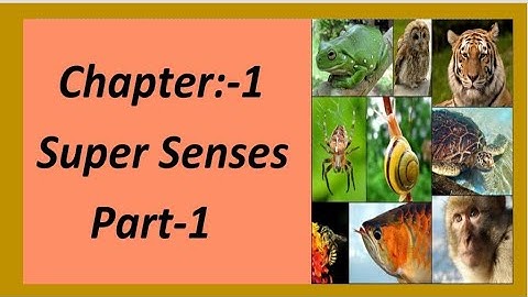 SUPER SENSES हिंदी explanation |Part1| NCERT Class5 EVS Chapter1| CBSE class 5 evs