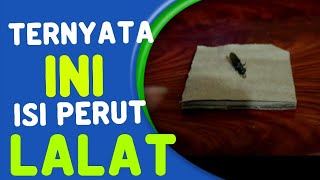 Zoom Isi Perut Lalat || Zoom 1000X || Mikroskop