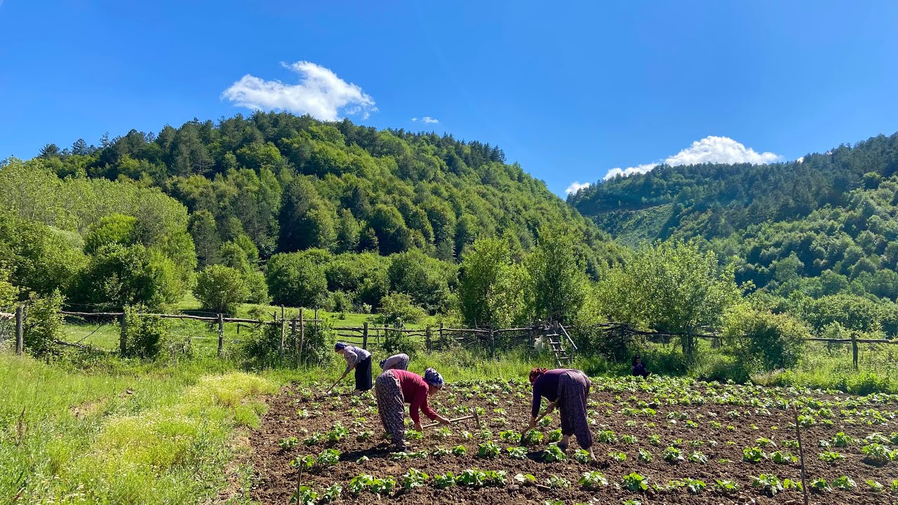 Деревенская жизнь в Турции. Жизнь в горной деревне.