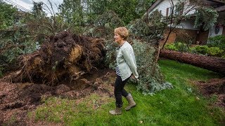 STORM DAMAGE: Two 48-year-old blue spruce trees felled by storm in Mississauga