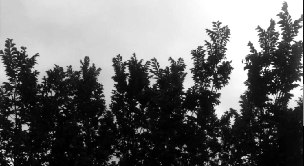 hoge bomen vangen veel wind YouTube