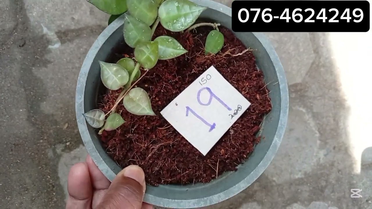 17 වෙනි මල් පැල සේල් එක🌸💐 #plants #flowers #anthurium #garden #indoorplants 