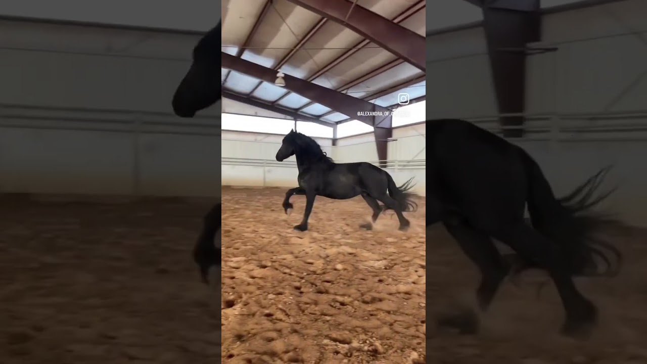 Ramses doing the Cha Cha Cha dance 