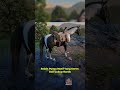 1 Misi Bisa Dapat 2 Kuda Bagus? Hungarian Halfbred piebald Tobiano chapter 3 Di RDR2 #shorts