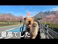 圧巻な桜を堪能して旅行前に一仕事と準備［森の中でひとりと犬猫暮らし］