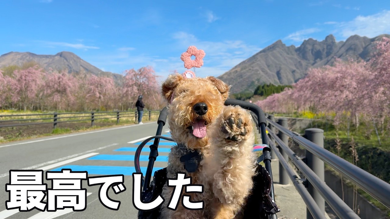 圧巻な桜を堪能して旅行前に一仕事と準備［森の中でひとりと犬猫暮らし］