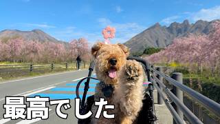 圧巻な桜を堪能して旅行前に一仕事と準備［森の中でひとりと犬猫暮らし］