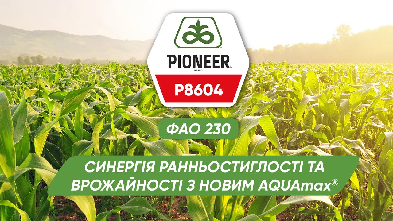P8604 – ранньостиглий гібрид кукурудзи AQUAmax® від бренду Pioneer®
