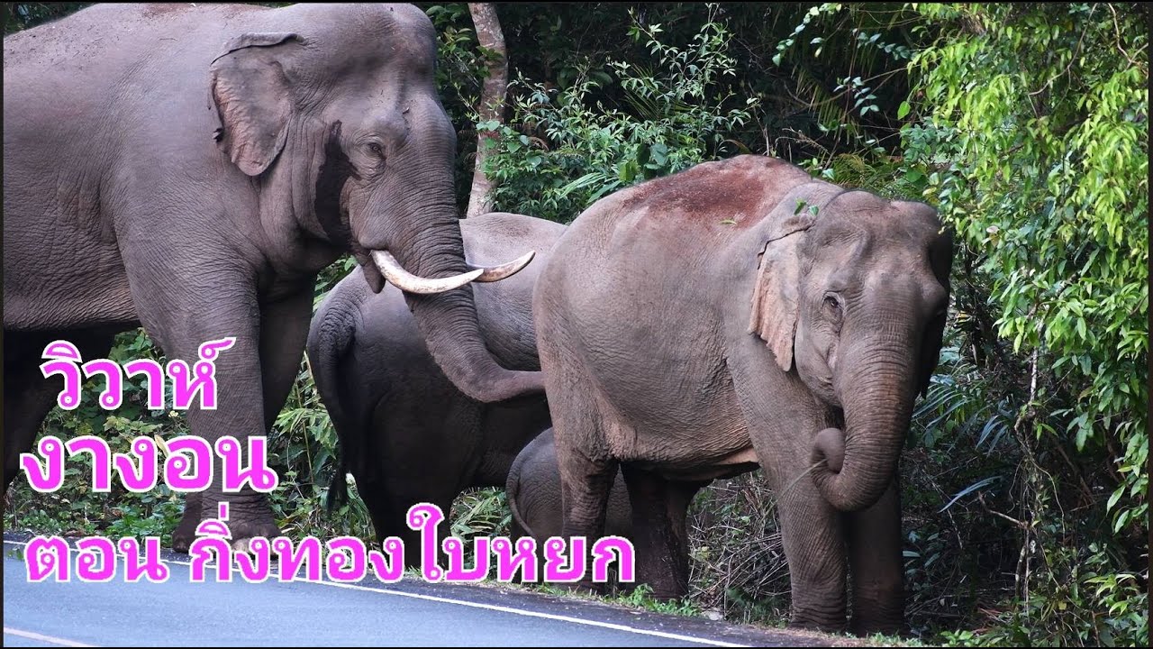 วิวาห์งางอน ตอน กิ่งทองใบหยก