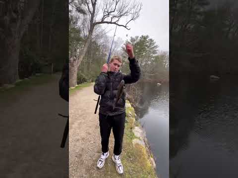 Catching Massachusetts state award fish | Part 2 (Rainbow trout , Bullhead)
