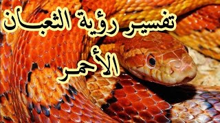 تفسير رؤية الثعبان الاحمر في المنام/ حمدي الدمرداش
