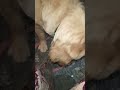 #shorts #shortsfeed #viral #goldenretriever #dog #cuteanimals #youtube #ytshorts