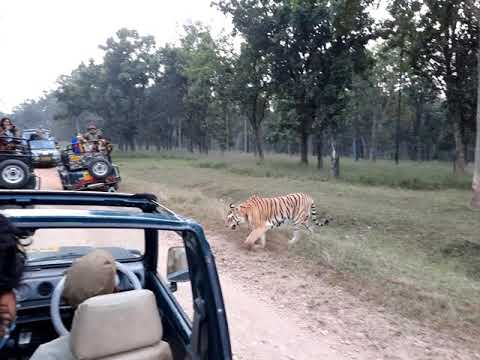 Tigress COLLARWALI.....The Queen of Pench..!!