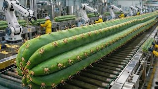 Inside the Largest High-Tech Cactus Stem Factory: You've Never Seen Before