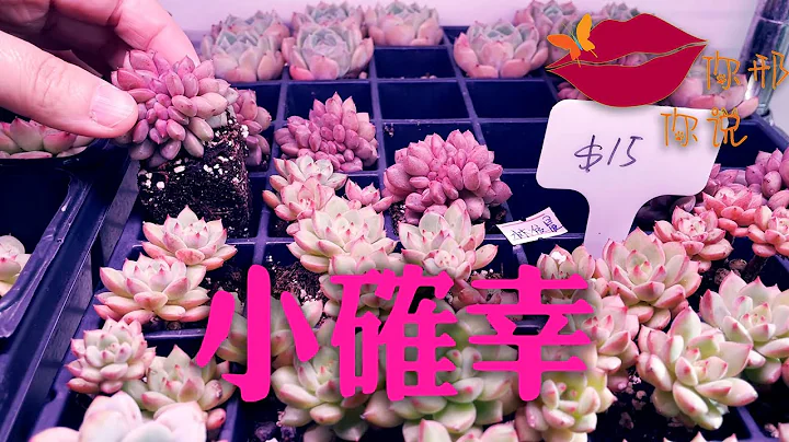 【你邢你说】肉肉宝典 — 来自多肉的小确幸 - 天天要闻