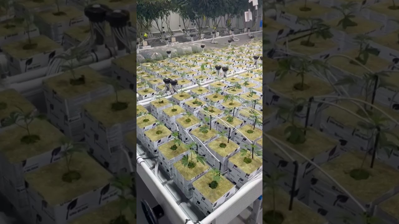 The grow rooms ineach facility are planted and harvested at staggered two-week intervals.