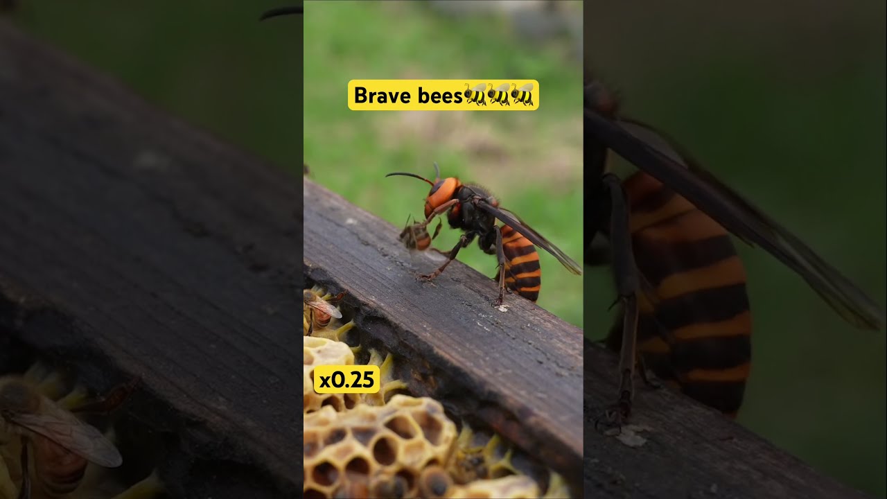 Giant Hornet Attack Honeybees Unite To Protect Their Hive