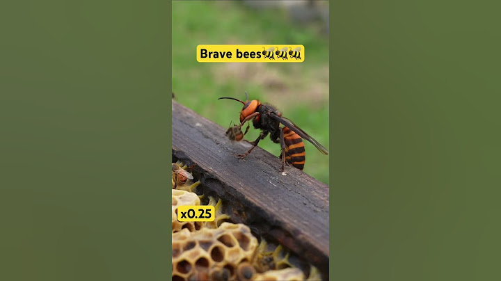 Giant Hornet Attack! Honeybees Unite to Protect Their Hive