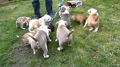 Old English Bulldog Pups Outside Playing