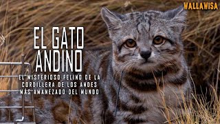 El Gato Andino: INSÓLITO, lo que no se sabe de uno de los felinos más amenazados del mundo