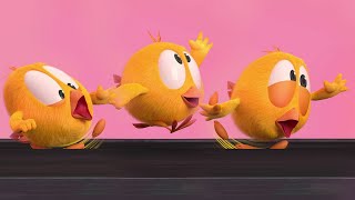 Where's Chicky ?  GYM LESSONS WITH CHICKY  NEW episodes in HD