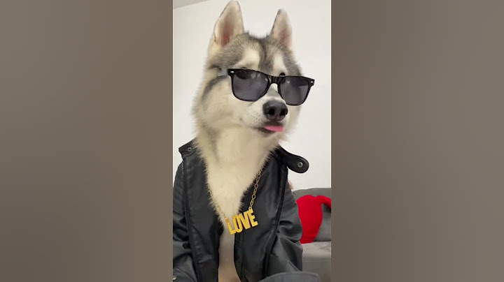 CLASSIFICA dei DANNI PEGGIORI fatti dal mio CANE🫣🐶😰 #cane #cani #dog #dogs #husky