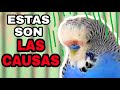 PROBLEMAS MÉDICOS EN PERIQUITOS