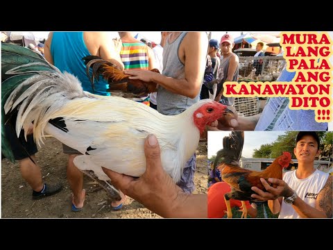 Video: Ang pagmam alts gamit ang sawdust ay nagpapataas ng ani
