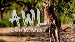 Animal World Live | Friday 22 May 2020 | Guest - Cole du Plessis from the Endangered Wildlife Trust