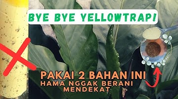 TERBAIK! PESTISIDA NABATI PEMBASMI HAMA DARI DAUN MIMBA & DAUN TEMBAKAU | Simpan Saja Yellowtrapnya