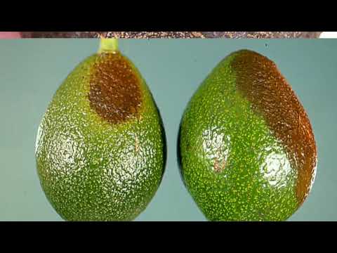 Video: Avocado Scab Disease - Kawm Txog Kab Mob Scab Ntawm Avocado
