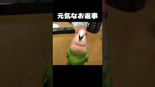 キーちゃんの可愛いお返事特集！#shorts#インコ