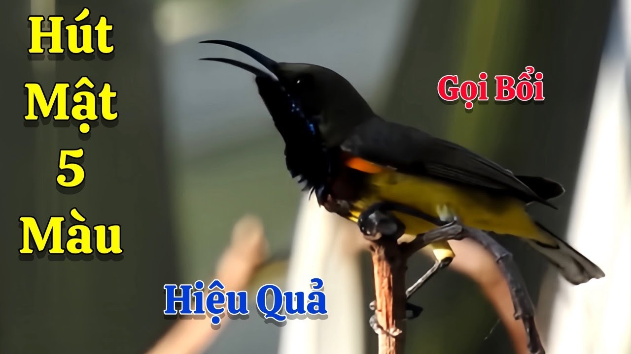 Tiếng Chim Hút Mật 5 Màu Mồi - Gọi Chim Bổi - Âm Thanh Chuyên Dùng Đi Bẫy - Hiệu Quả