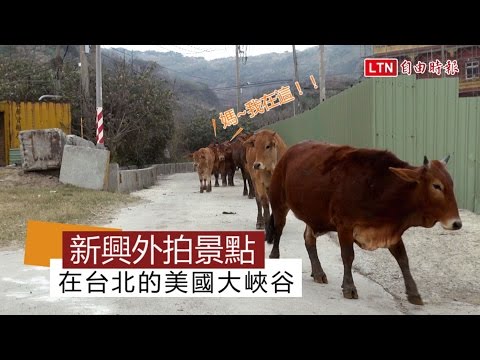 台北也能遇見美國大峽谷般美景 黃牛、越野車與黃土峭壁相伴 - 台北也能遇見美國大峽谷般美景 黃牛、越野車與黃土峭壁相伴