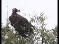 Cinereous Vulture | Black Vulture | Monk Vulture | Eurasian Black Vulture - 2