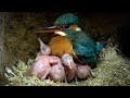 Kingfisher Chicks Nearly Too Big To Brood | 4K | Discover Wildlife | Robert E Fuller