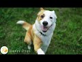 Dog music the best antianxiety solution for dogs when home alone  help dog relax