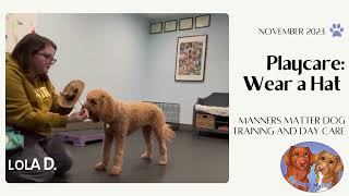 Playcare, November 2023, Wear A Hat by Manners Matter Dog Training and Daycare 4 views 4 months ago 1 minute, 52 seconds