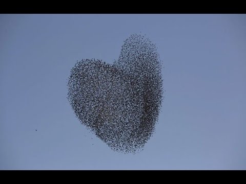 Spreeuwen in vlucht, bijna 8 minuten