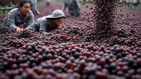 Inside the Grape Factory 🍇 | From Vineyard to Bottle – The Juice-Making Process Revealed!