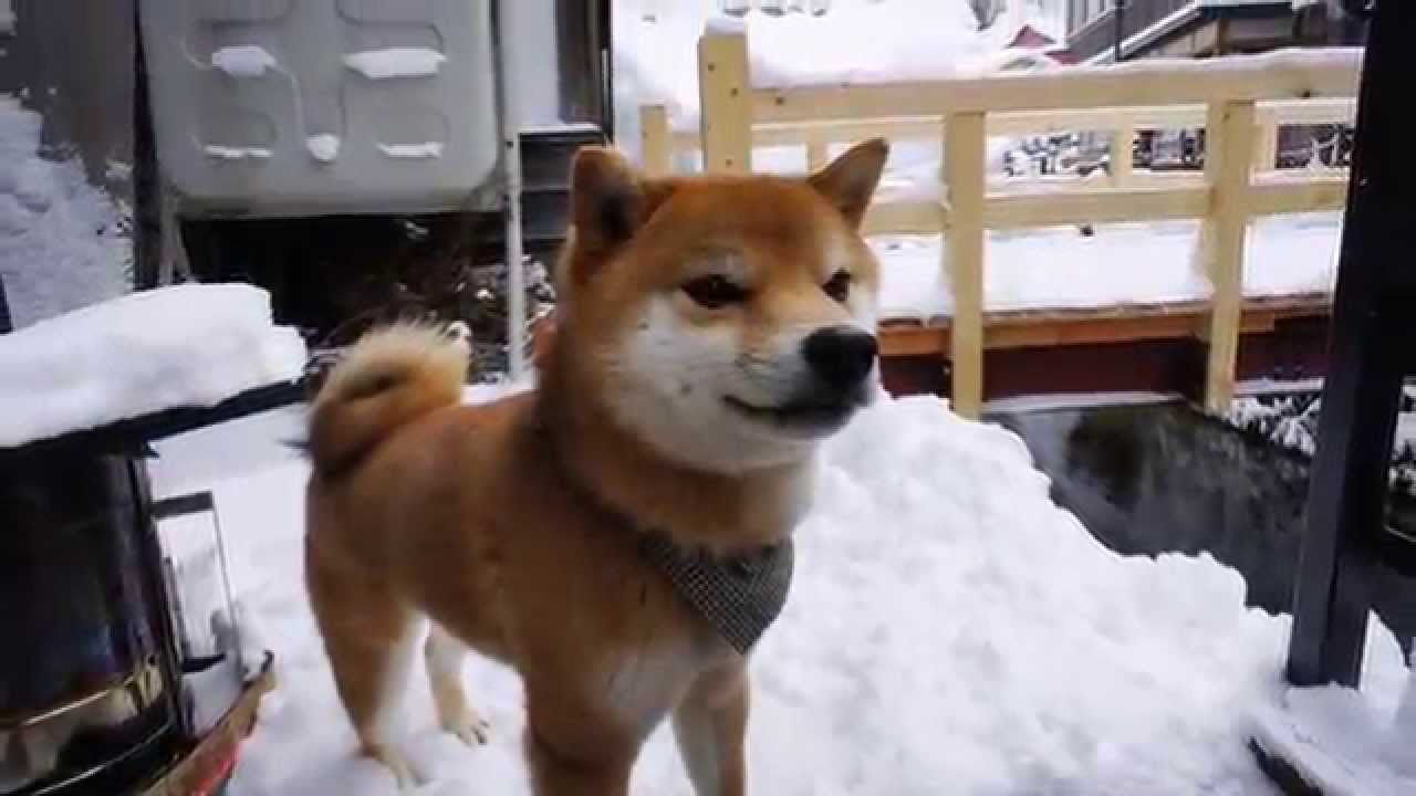 japan11-11-days-in-japan-8-18-feb-2015-youtube