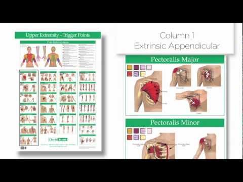 trigger point chart upper extremity columns group muscles and travell and simons trigger point flip charts
