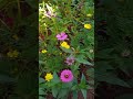 welcome to my garden