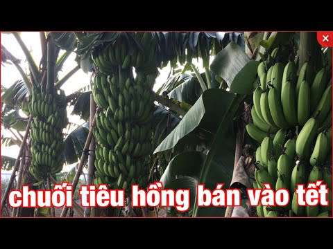 Video: Trồng Chuối Tiêu - Cách Trồng Và Chăm Sóc Các Loại Chuối Tiêu