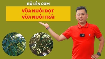Đang Nuôi Trái 100 Ngày Mà Đọt Đi Thì Phải Làm Sao? | Nông Nghiệp TKA