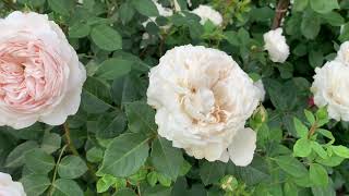 Роза Crocus rose