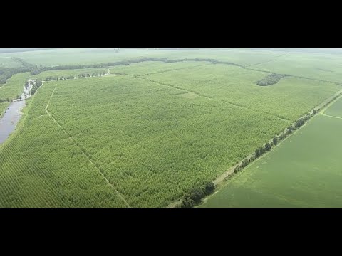 GreenTrees: North American
