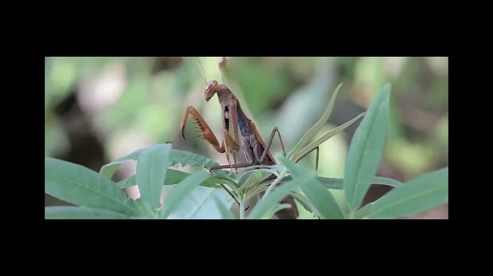 The Praying Mantis (Order Mantodea): Nature’s Perfect Predator