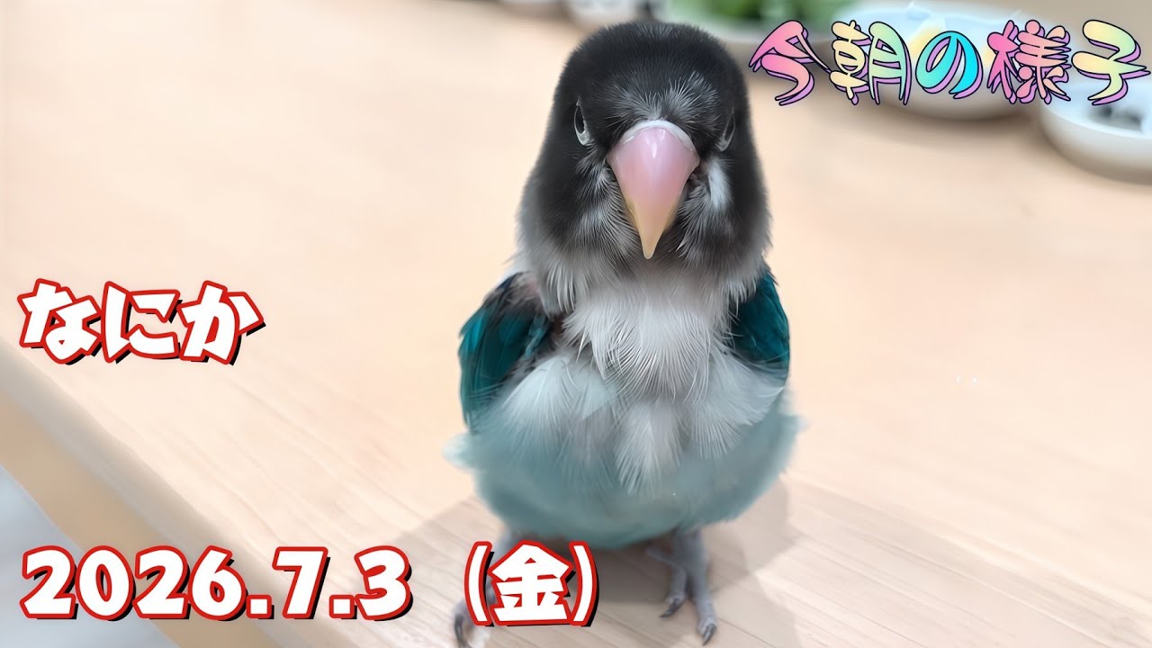 2026.7.3》なにか【今朝の様子】ボタンインコ＆ウロコインコ - YouTube